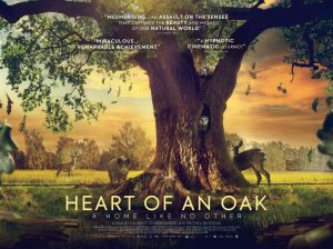 Heart-of-an-Oak