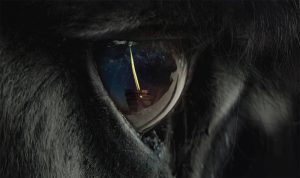 perfectly-a-strangeness